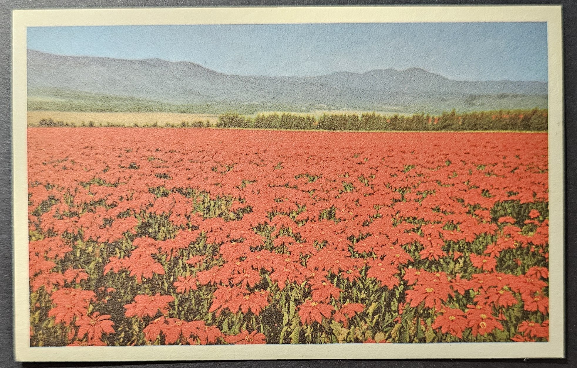 (image for) postcard USA - CA - California #0117
